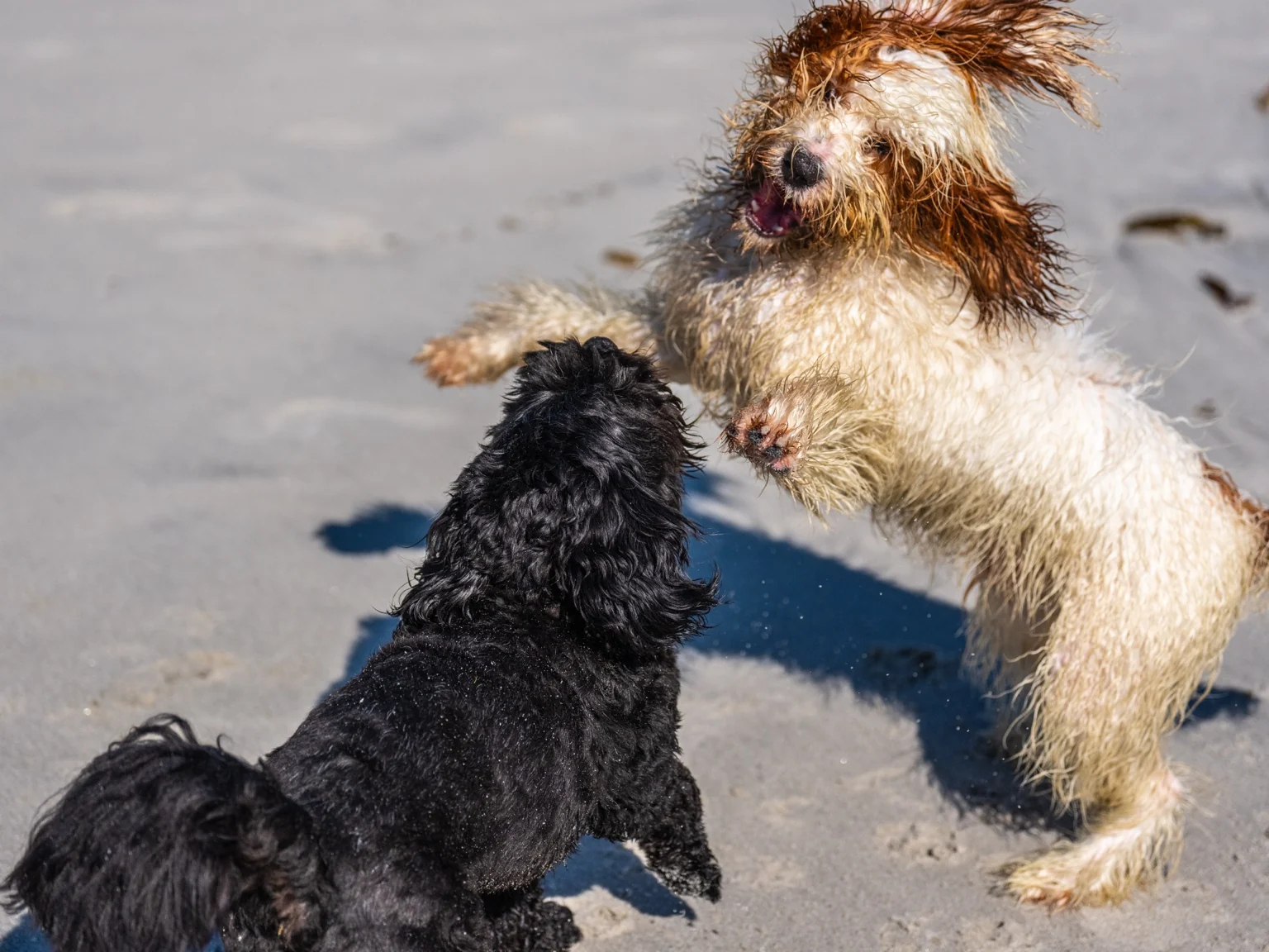 Two dogs playing on the beach